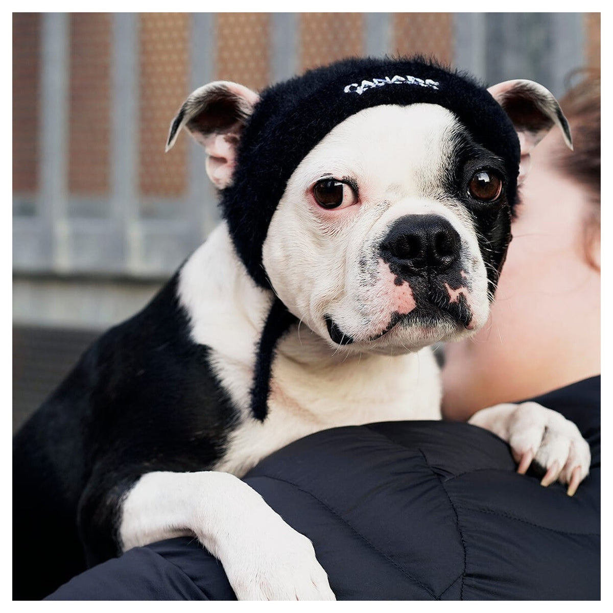 Canada Pooch Pawparazzi Beanie｜狗狗服飾｜加拿大直送-狗-毛孩物語Pets Thing｜香港寵物貓狗用品專門店：IATA寵物飛機籠、寵物手推車、貓爬架貓樹