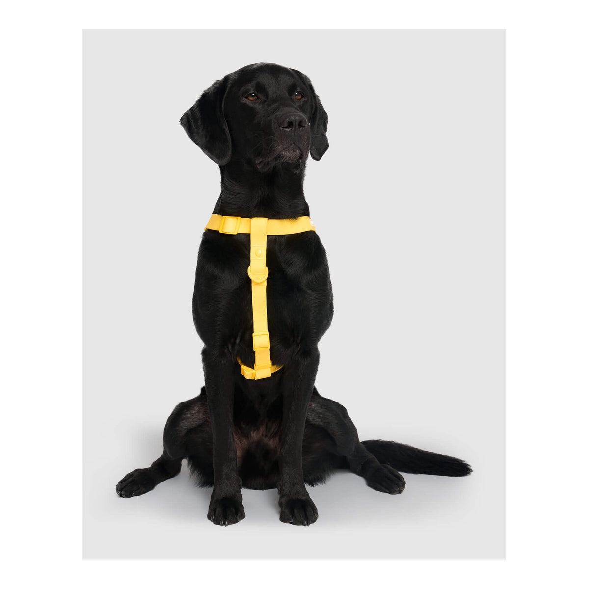 Canada Pooch Waterproof Harness｜狗狗胸帶及戶外用品｜加拿大直送-寵物胸背帶-毛孩物語Pets Thing｜香港寵物貓狗用品專門店：IATA寵物飛機籠、寵物手推車、貓爬架貓樹