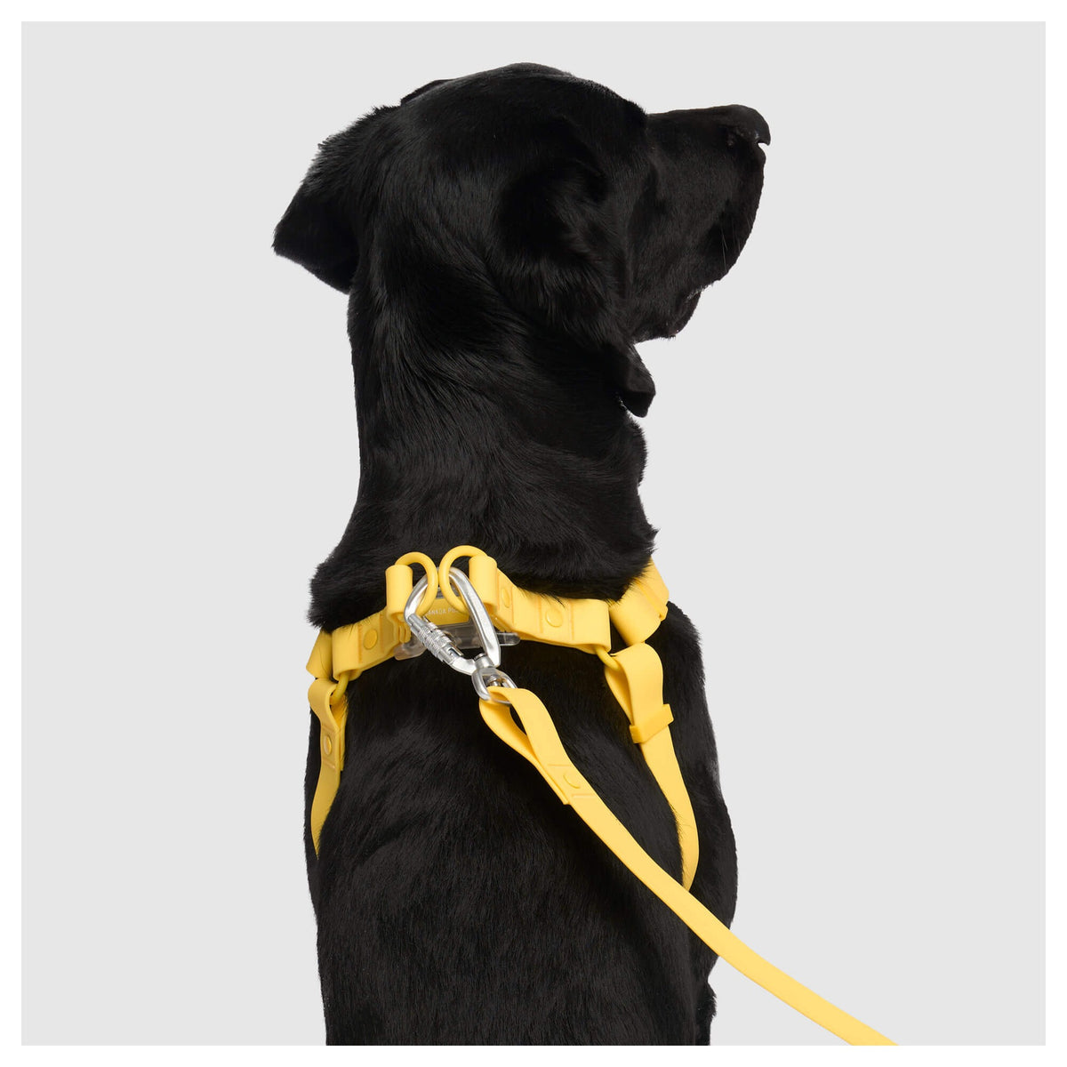 Canada Pooch Waterproof Harness｜狗狗胸帶及戶外用品｜加拿大直送-寵物胸背帶-毛孩物語Pets Thing｜香港寵物貓狗用品專門店：IATA寵物飛機籠、寵物手推車、貓爬架貓樹