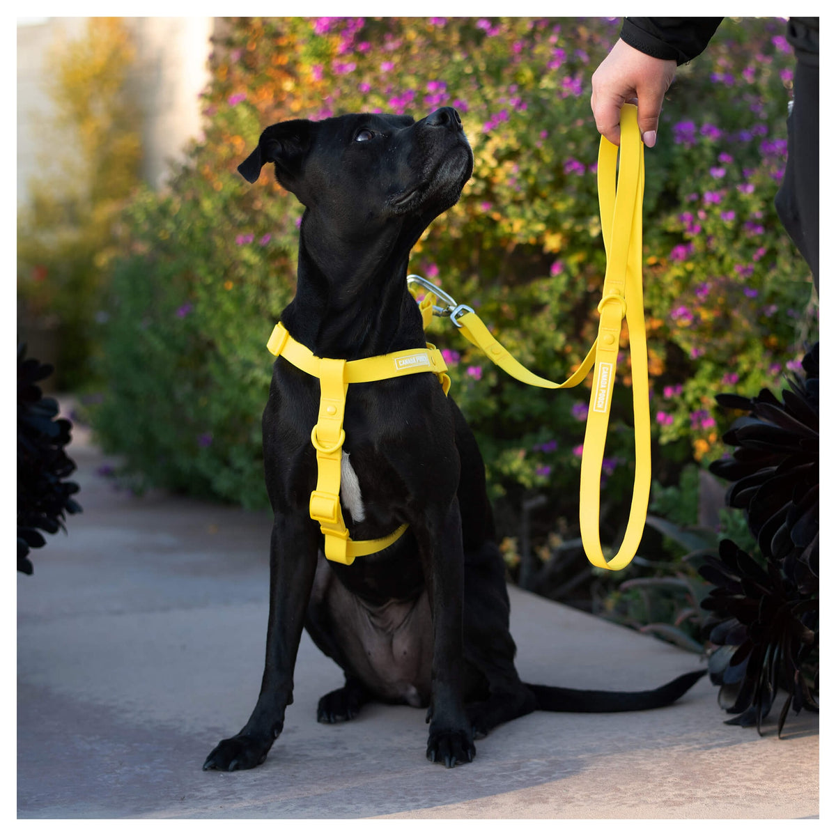 Canada Pooch Waterproof Harness｜狗狗胸帶及戶外用品｜加拿大直送-寵物胸背帶-毛孩物語Pets Thing｜香港寵物貓狗用品專門店：IATA寵物飛機籠、寵物手推車、貓爬架貓樹