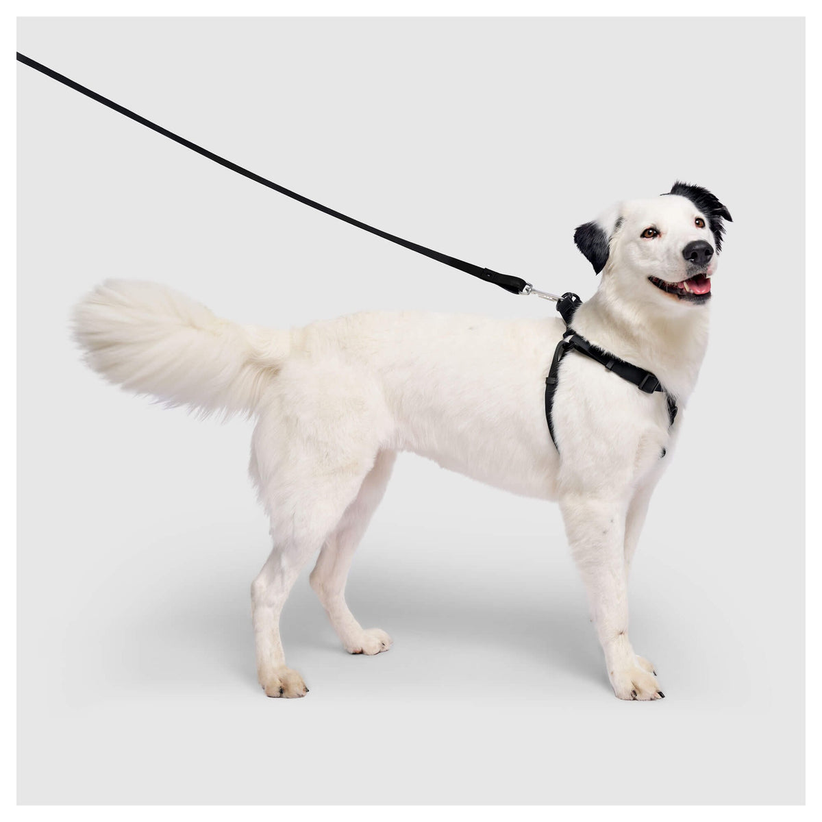 Canada Pooch Waterproof Harness｜狗狗胸帶及戶外用品｜加拿大直送-寵物胸背帶-毛孩物語Pets Thing｜香港寵物貓狗用品專門店：IATA寵物飛機籠、寵物手推車、貓爬架貓樹