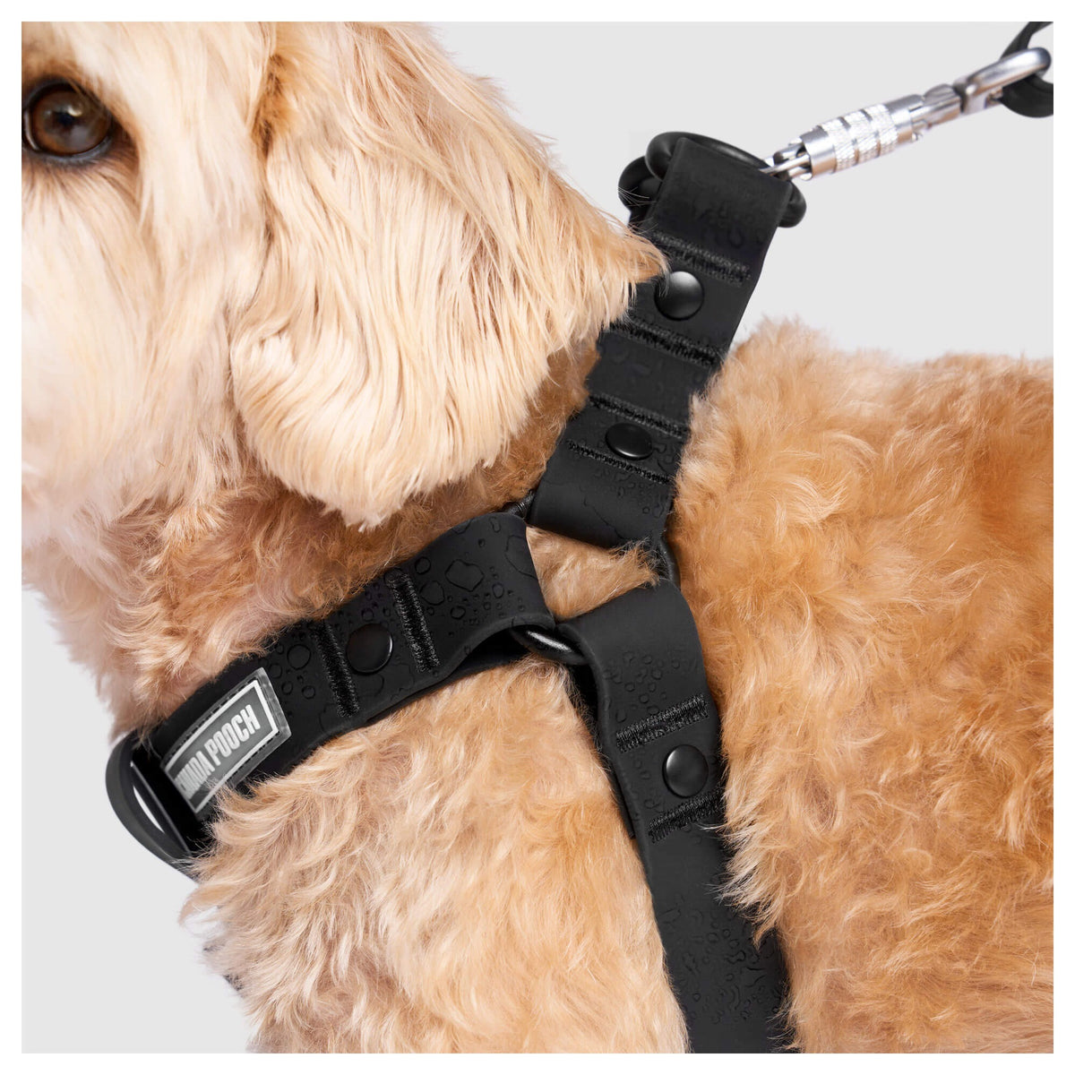 Canada Pooch Waterproof Harness｜狗狗胸帶及戶外用品｜加拿大直送-寵物胸背帶-毛孩物語Pets Thing｜香港寵物貓狗用品專門店：IATA寵物飛機籠、寵物手推車、貓爬架貓樹