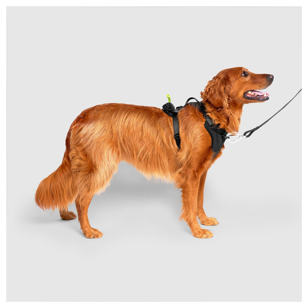 Canada Pooch Neoprene Harness｜狗狗胸帶及戶外用品｜加拿大直送 產品細節圖 2