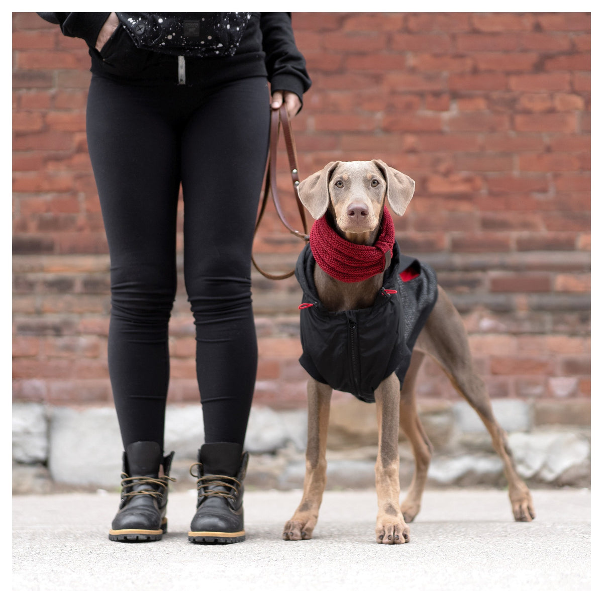 Canada Pooch Sierra Scarf｜狗狗服飾｜加拿大直送 產品細節圖 5