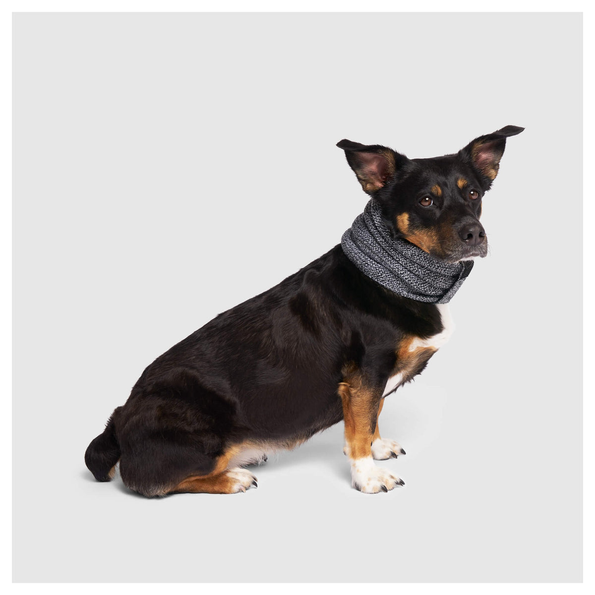Canada Pooch Sierra Scarf｜狗狗服飾｜加拿大直送 產品細節圖 7