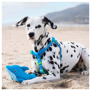Canada Pooch Freeze & Chill Cooling Pal Toy｜狗狗玩具｜加拿大直送-狗-毛孩物語Pets Thing｜香港寵物貓狗用品專門店：IATA寵物飛機籠、寵物手推車、貓爬架貓樹