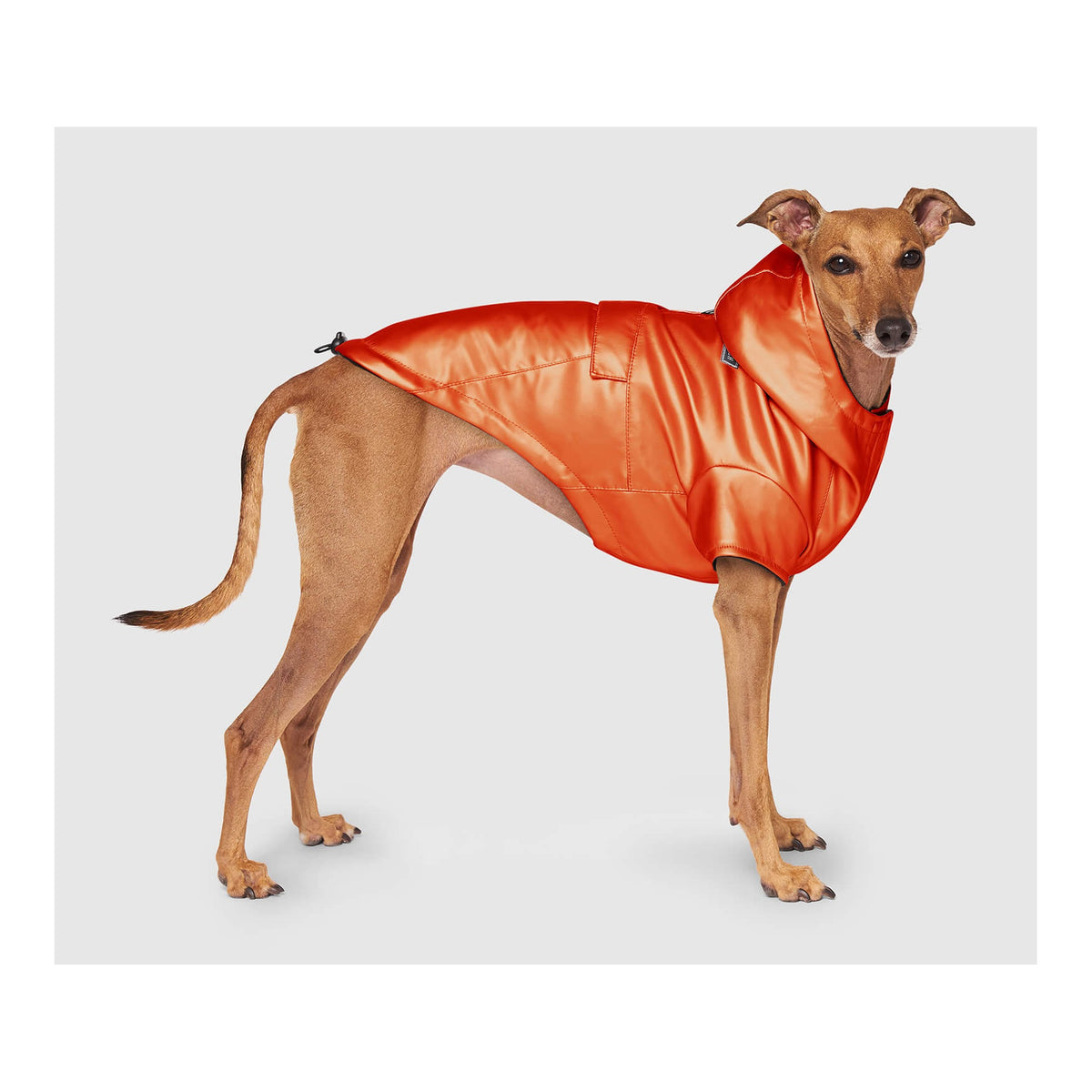 Canada Pooch Cold Front Raincoat｜狗狗雨具｜加拿大直送 主產品圖