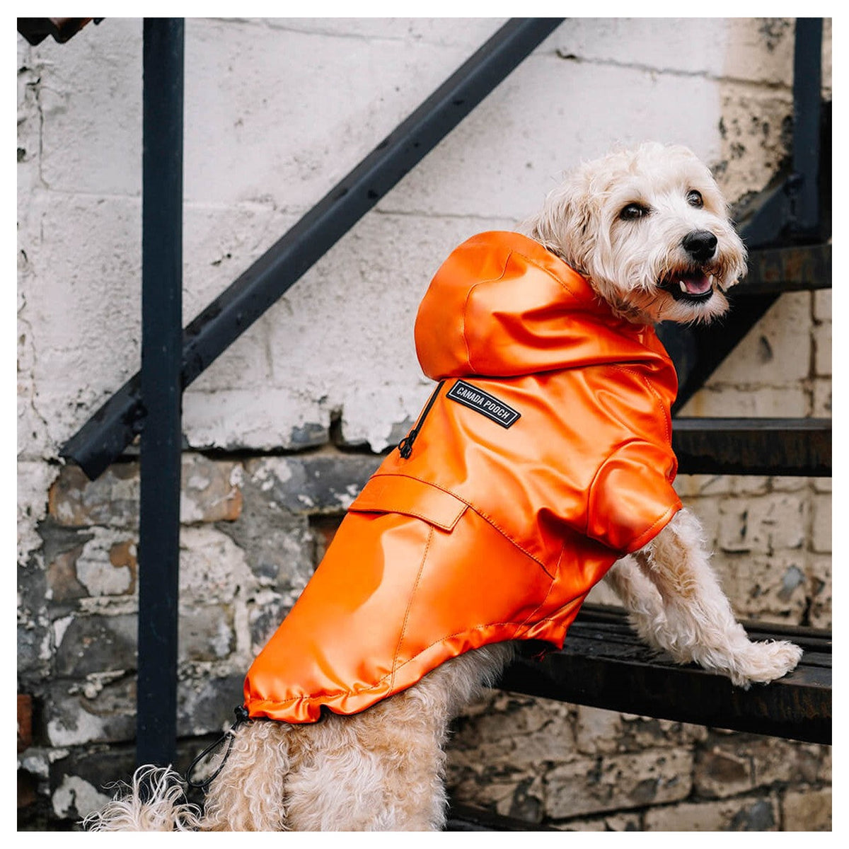 Canada Pooch Cold Front Raincoat｜狗狗雨具｜加拿大直送-狗-毛孩物語Pets Thing｜香港寵物貓狗用品專門店：IATA寵物飛機籠、寵物手推車、貓爬架貓樹