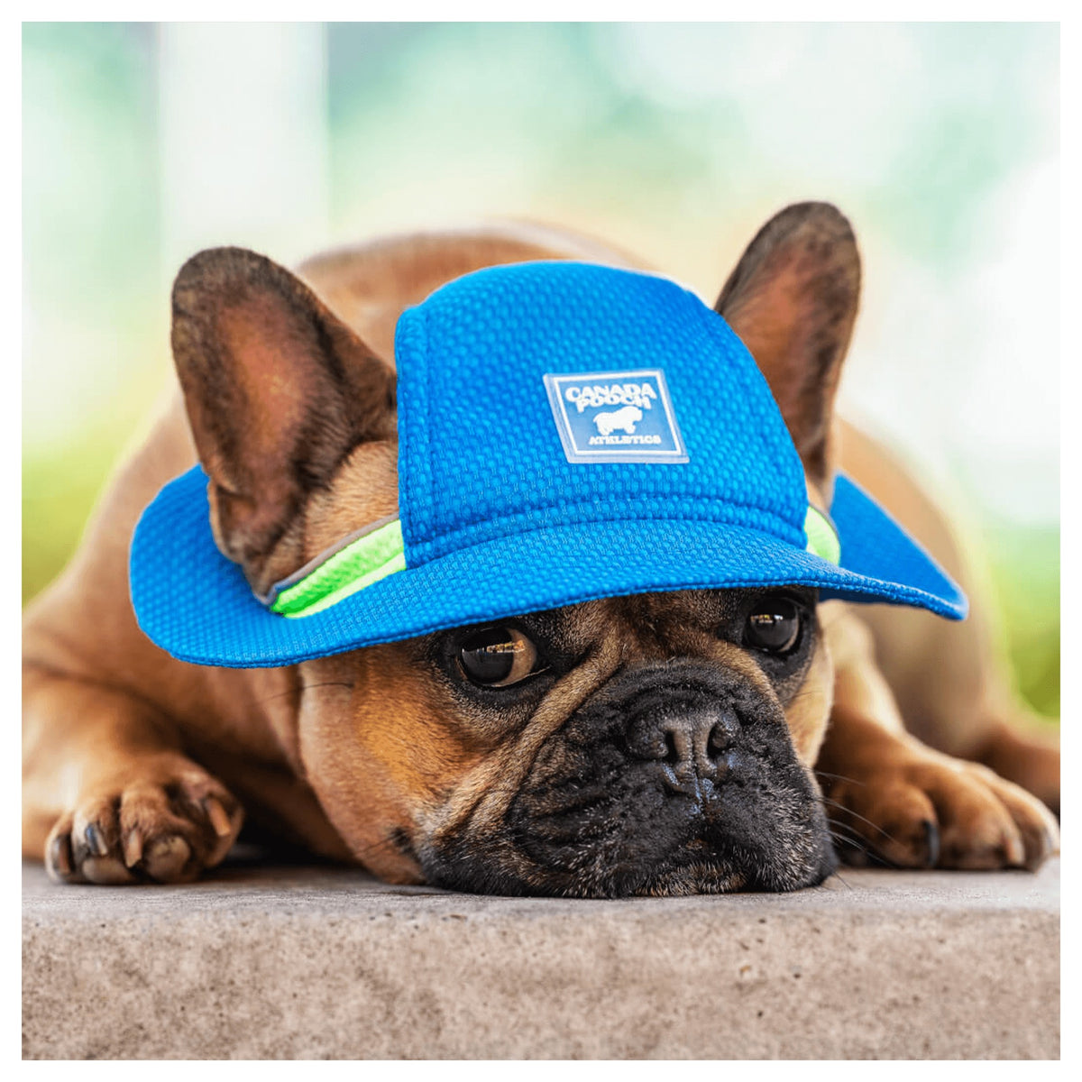 Canada Pooch Chill Seeker Cooling Hat｜狗狗服飾｜加拿大直送-狗-毛孩物語Pets Thing｜香港寵物貓狗用品專門店：IATA寵物飛機籠、寵物手推車、貓爬架貓樹