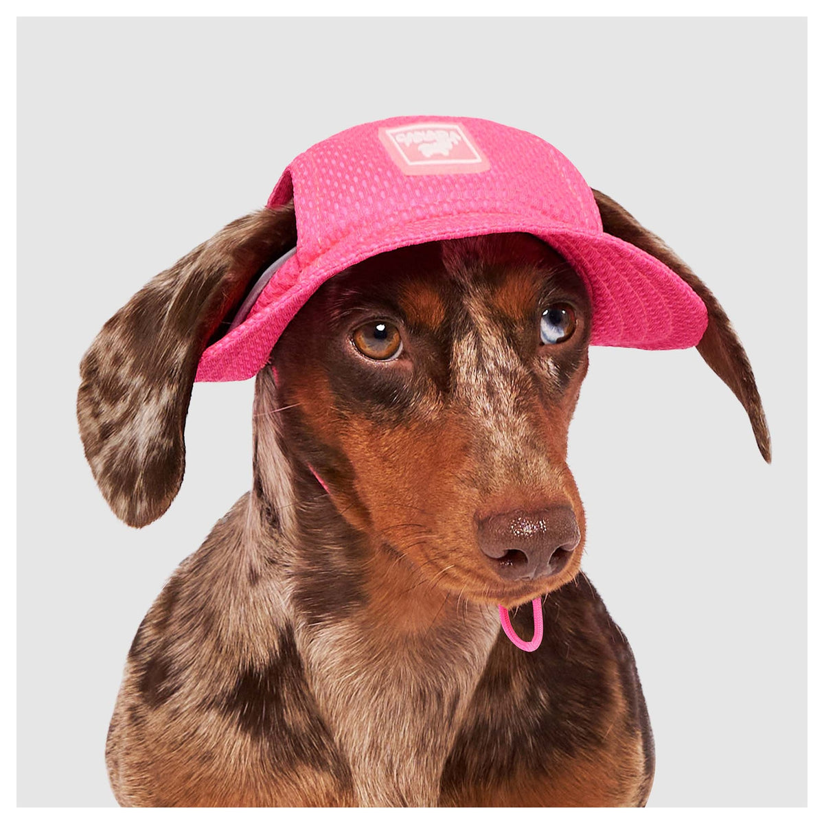 Canada Pooch Chill Seeker Cooling Hat｜狗狗服飾｜加拿大直送-狗-毛孩物語Pets Thing｜香港寵物貓狗用品專門店：IATA寵物飛機籠、寵物手推車、貓爬架貓樹