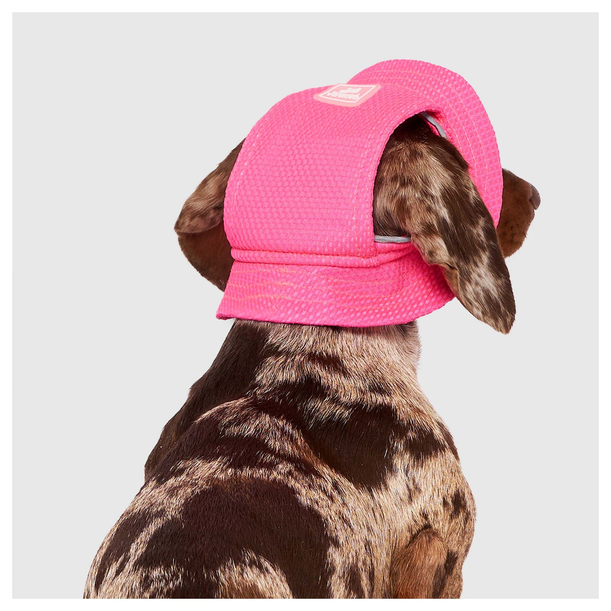 Canada Pooch Chill Seeker Cooling Hat｜狗狗服飾｜加拿大直送-狗-毛孩物語Pets Thing｜香港寵物貓狗用品專門店：IATA寵物飛機籠、寵物手推車、貓爬架貓樹