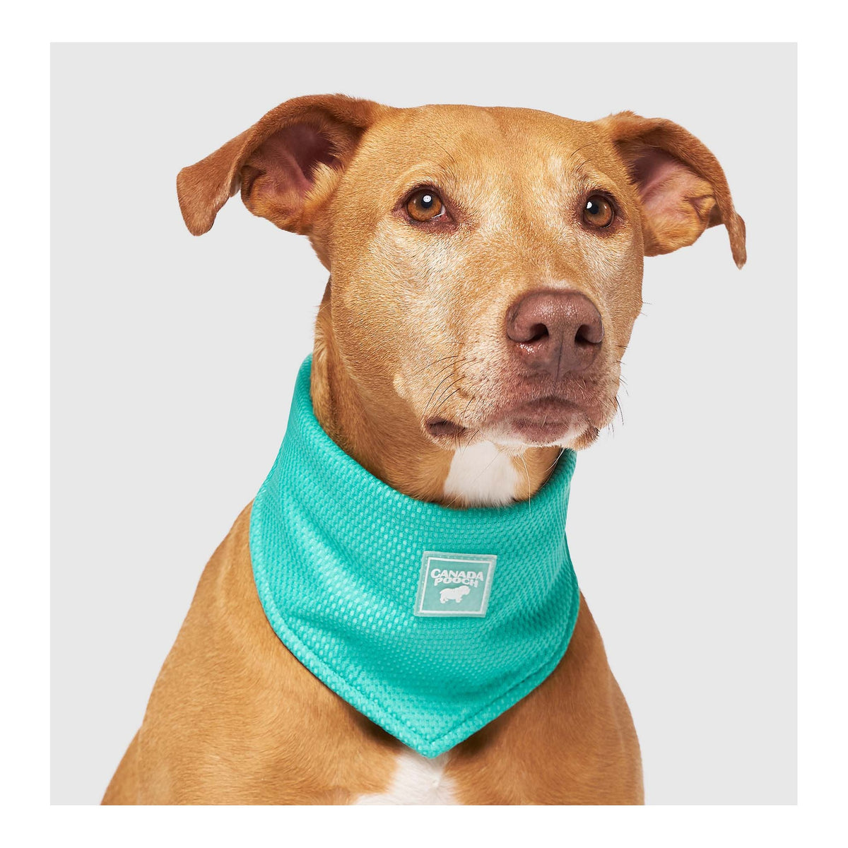 Canada Pooch Cooling Bandana Wet Reveal｜狗狗服飾｜加拿大直送-狗-毛孩物語Pets Thing｜香港寵物貓狗用品專門店：IATA寵物飛機籠、寵物手推車、貓爬架貓樹