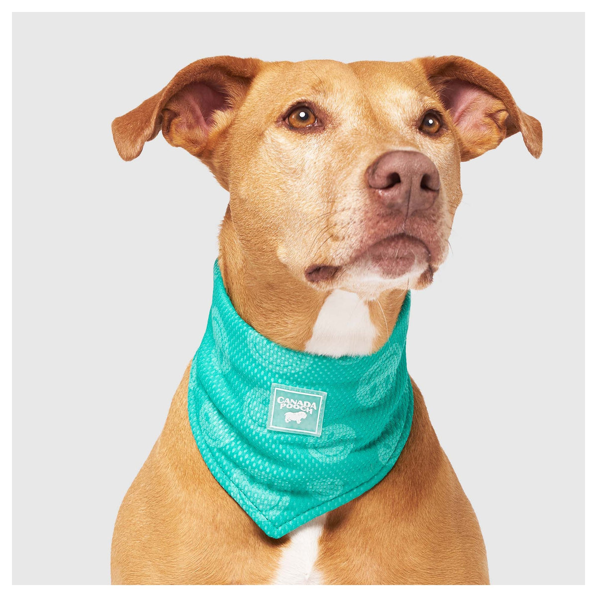 Canada Pooch Cooling Bandana Wet Reveal｜狗狗服飾｜加拿大直送-狗-毛孩物語Pets Thing｜香港寵物貓狗用品專門店：IATA寵物飛機籠、寵物手推車、貓爬架貓樹