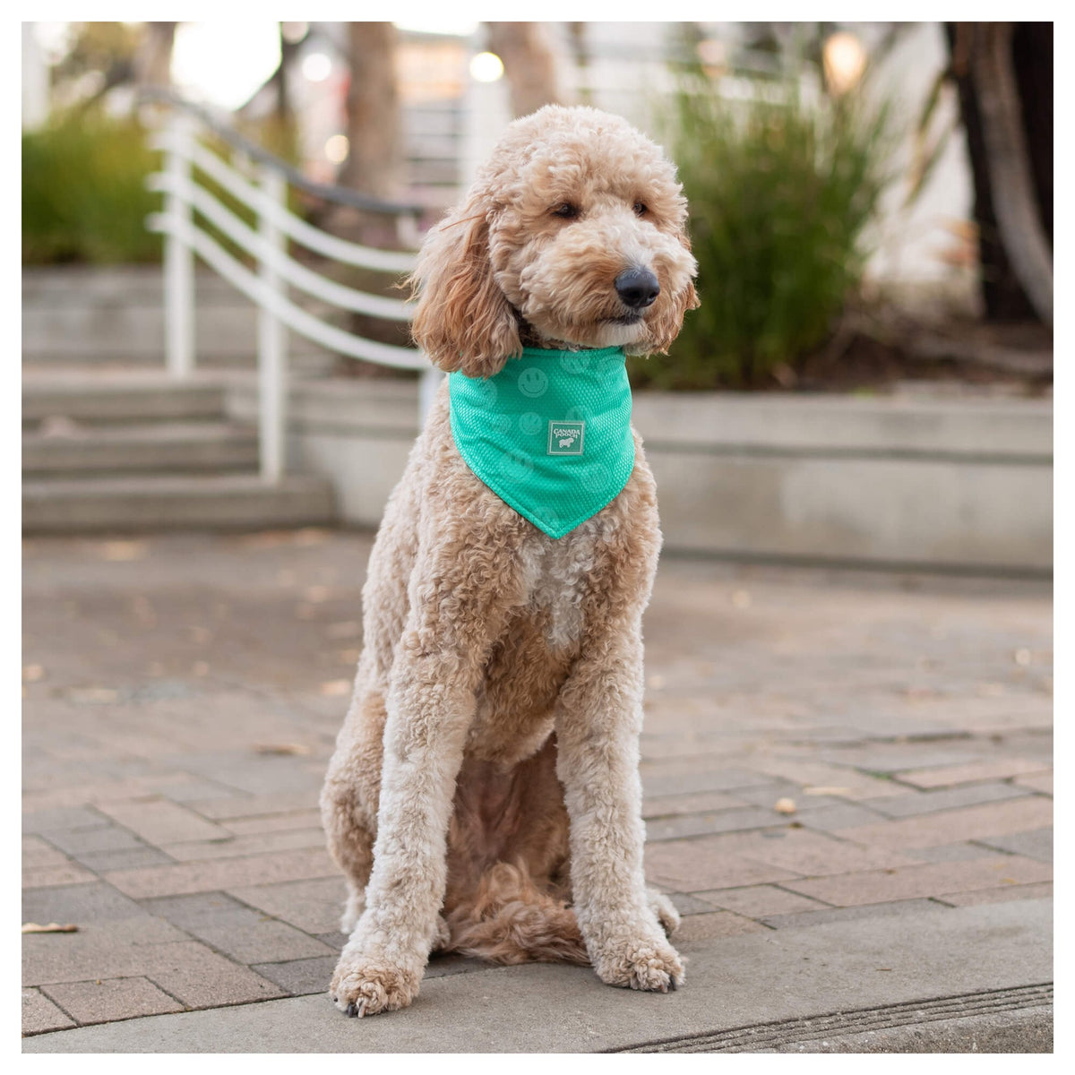 Canada Pooch Cooling Bandana Wet Reveal｜狗狗服飾｜加拿大直送-狗-毛孩物語Pets Thing｜香港寵物貓狗用品專門店：IATA寵物飛機籠、寵物手推車、貓爬架貓樹