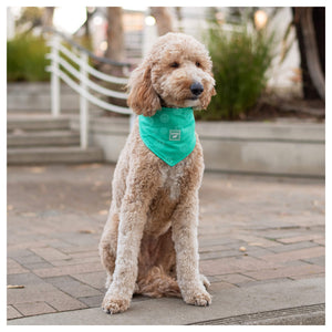 Canada Pooch Cooling Bandana Wet Reveal｜狗狗服飾｜加拿大直送-狗-毛孩物語Pets Thing｜香港寵物貓狗用品專門店：IATA寵物飛機籠、寵物手推車、貓爬架貓樹