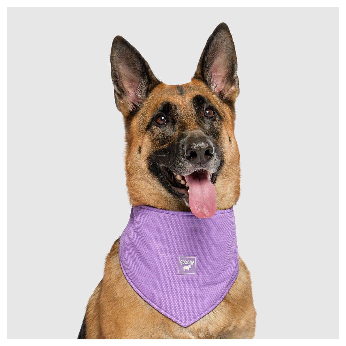 Canada Pooch Cooling Bandana Wet Reveal｜狗狗服飾｜加拿大直送-狗-毛孩物語Pets Thing｜香港寵物貓狗用品專門店：IATA寵物飛機籠、寵物手推車、貓爬架貓樹