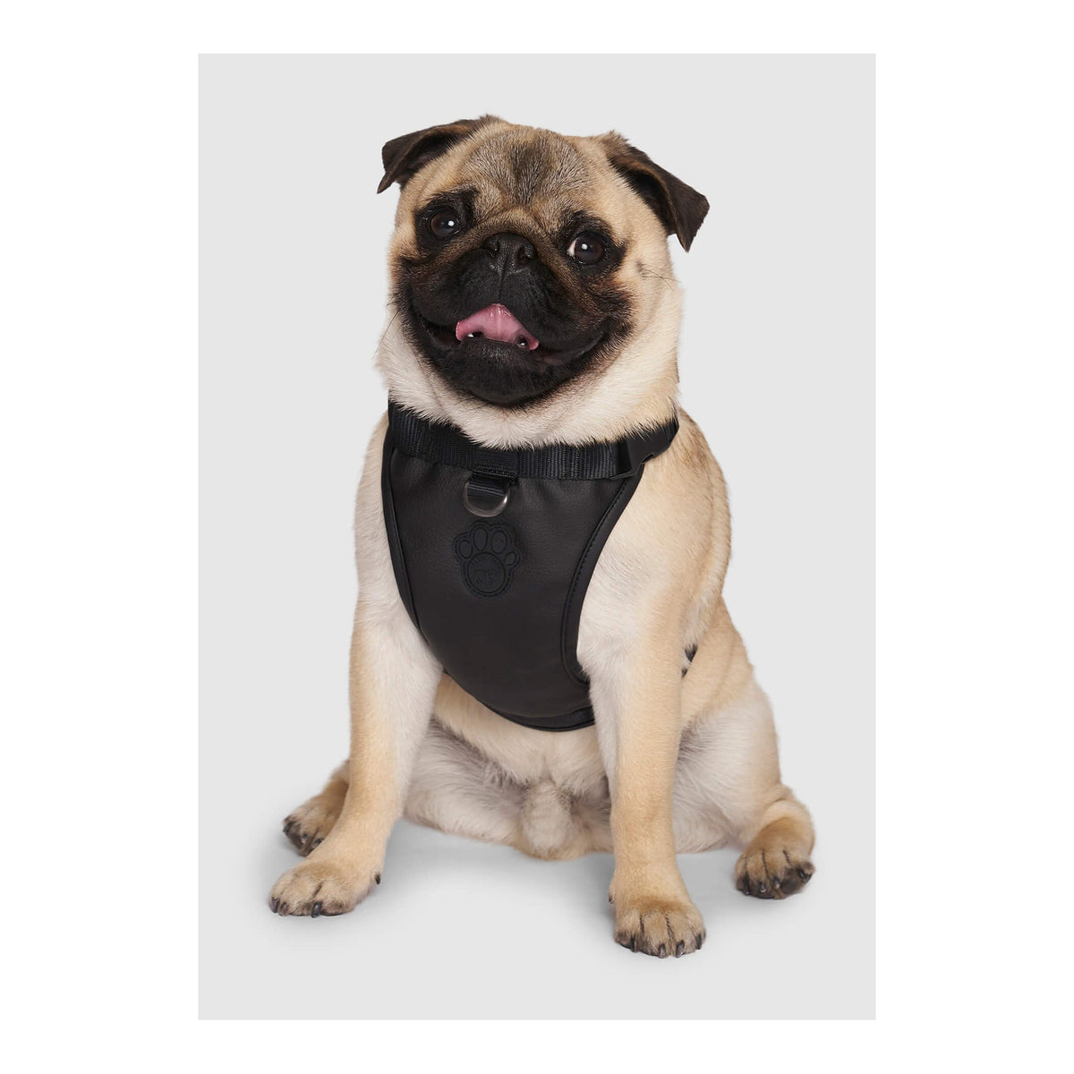 Canada Pooch Eco+ Everything Harness｜狗狗胸帶及戶外用品｜加拿大直送-寵物胸背帶-毛孩物語Pets Thing｜香港寵物貓狗用品專門店：IATA寵物飛機籠、寵物手推車、貓爬架貓樹