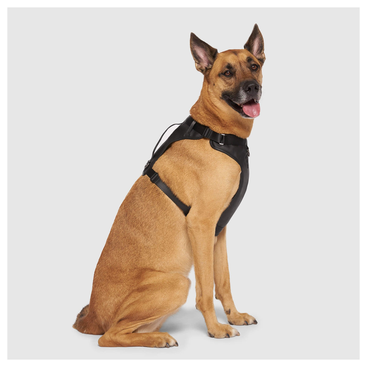 Canada Pooch Eco+ Everything Harness｜狗狗胸帶及戶外用品｜加拿大直送-寵物胸背帶-毛孩物語Pets Thing｜香港寵物貓狗用品專門店：IATA寵物飛機籠、寵物手推車、貓爬架貓樹