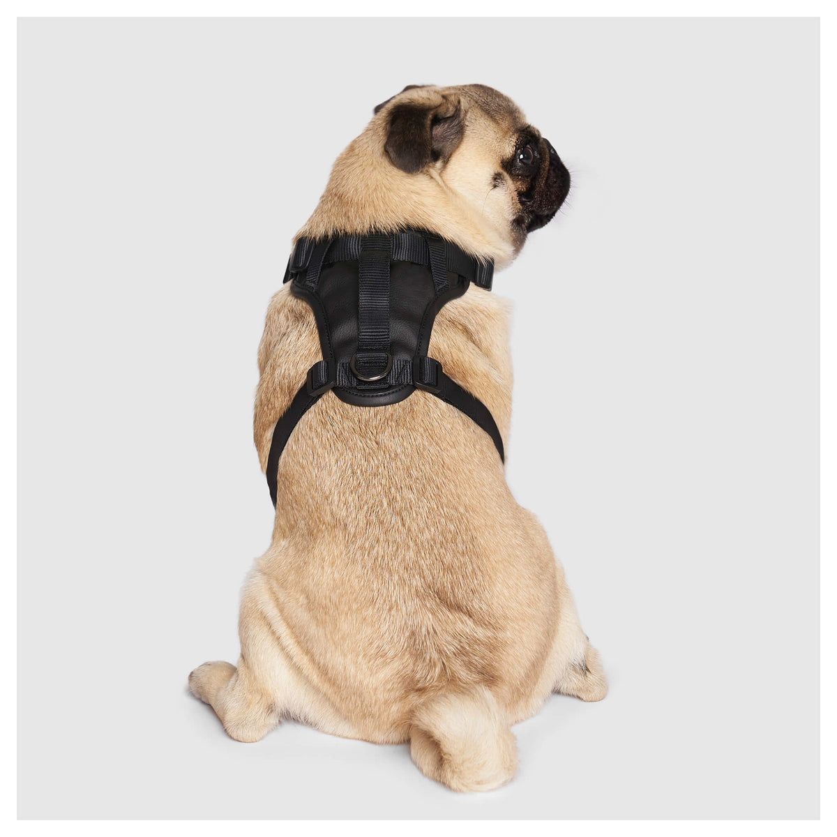 Canada Pooch Eco+ Everything Harness｜狗狗胸帶及戶外用品｜加拿大直送-寵物胸背帶-毛孩物語Pets Thing｜香港寵物貓狗用品專門店：IATA寵物飛機籠、寵物手推車、貓爬架貓樹