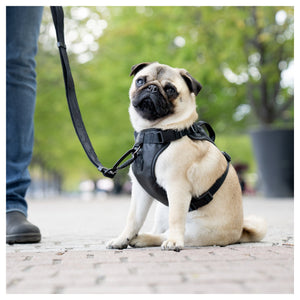 Canada Pooch Eco+ Everything Harness｜狗狗胸帶及戶外用品｜加拿大直送-寵物胸背帶-毛孩物語Pets Thing｜香港寵物貓狗用品專門店：IATA寵物飛機籠、寵物手推車、貓爬架貓樹