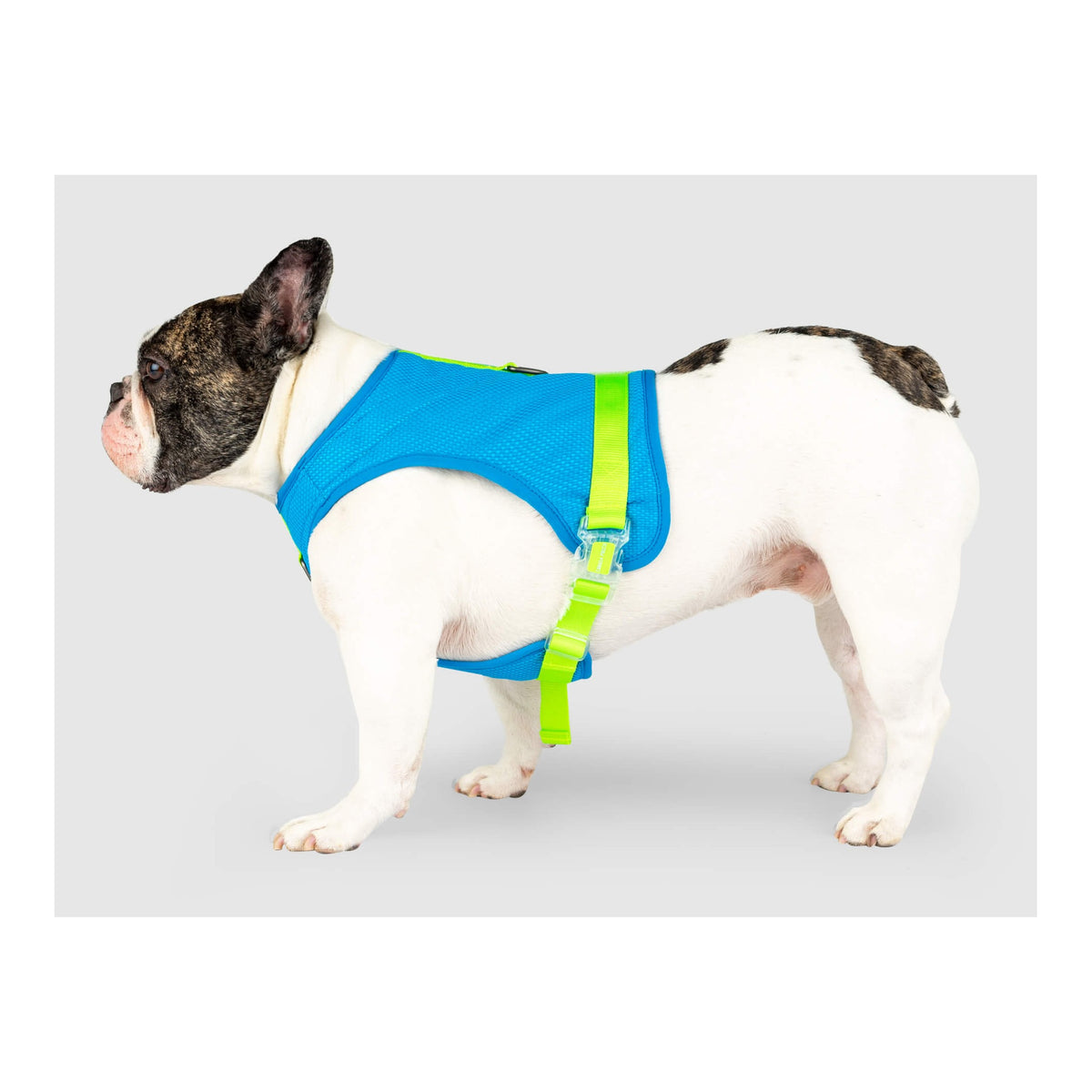 Canada Pooch Chill Seeker Cooling Harness｜狗狗胸帶及戶外用品｜加拿大直送-寵物胸背帶-毛孩物語Pets Thing｜香港寵物貓狗用品專門店：IATA寵物飛機籠、寵物手推車、貓爬架貓樹
