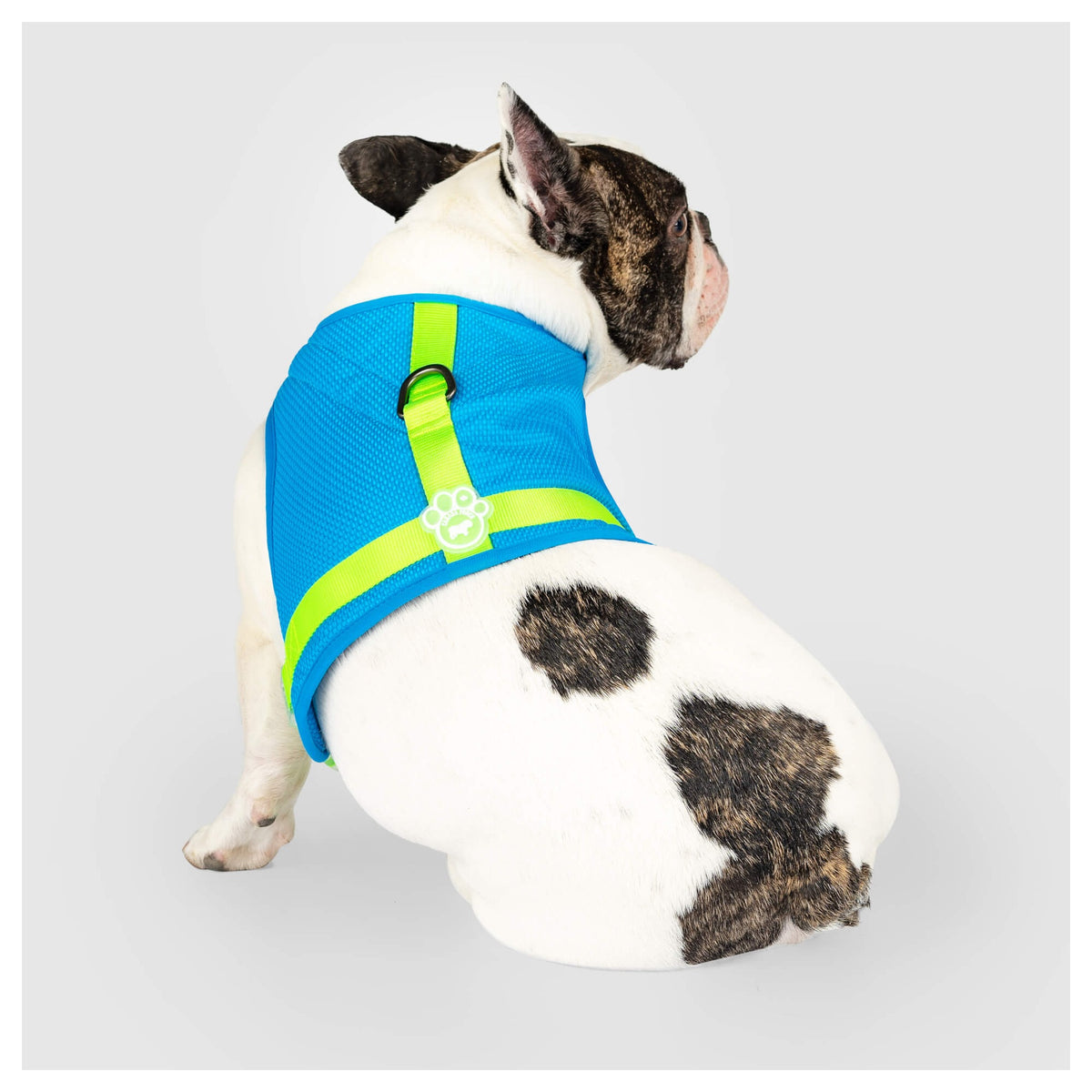 Canada Pooch Chill Seeker Cooling Harness｜狗狗胸帶及戶外用品｜加拿大直送-寵物胸背帶-毛孩物語Pets Thing｜香港寵物貓狗用品專門店：IATA寵物飛機籠、寵物手推車、貓爬架貓樹