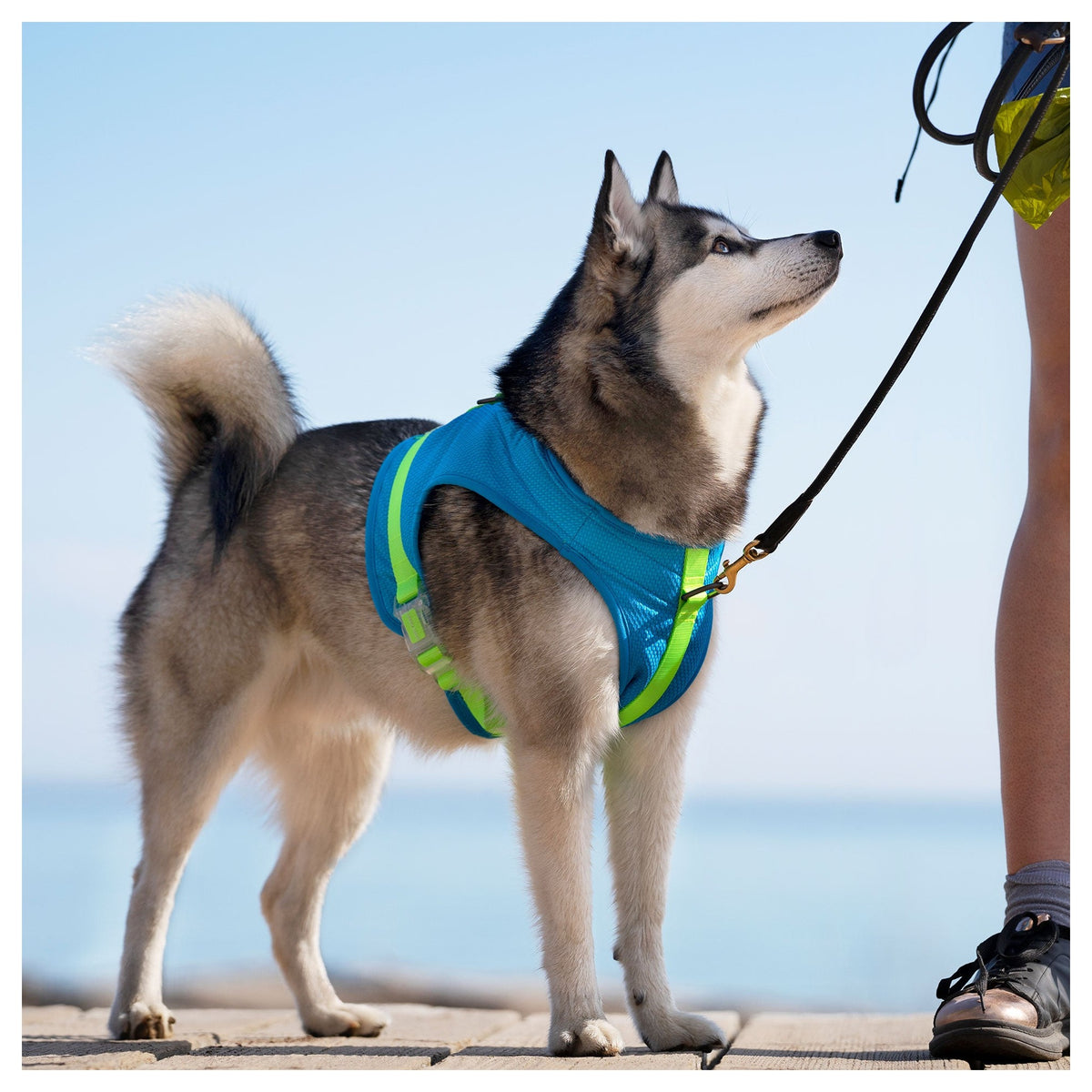 Canada Pooch Chill Seeker Cooling Harness｜狗狗胸帶及戶外用品｜加拿大直送-寵物胸背帶-毛孩物語Pets Thing｜香港寵物貓狗用品專門店：IATA寵物飛機籠、寵物手推車、貓爬架貓樹