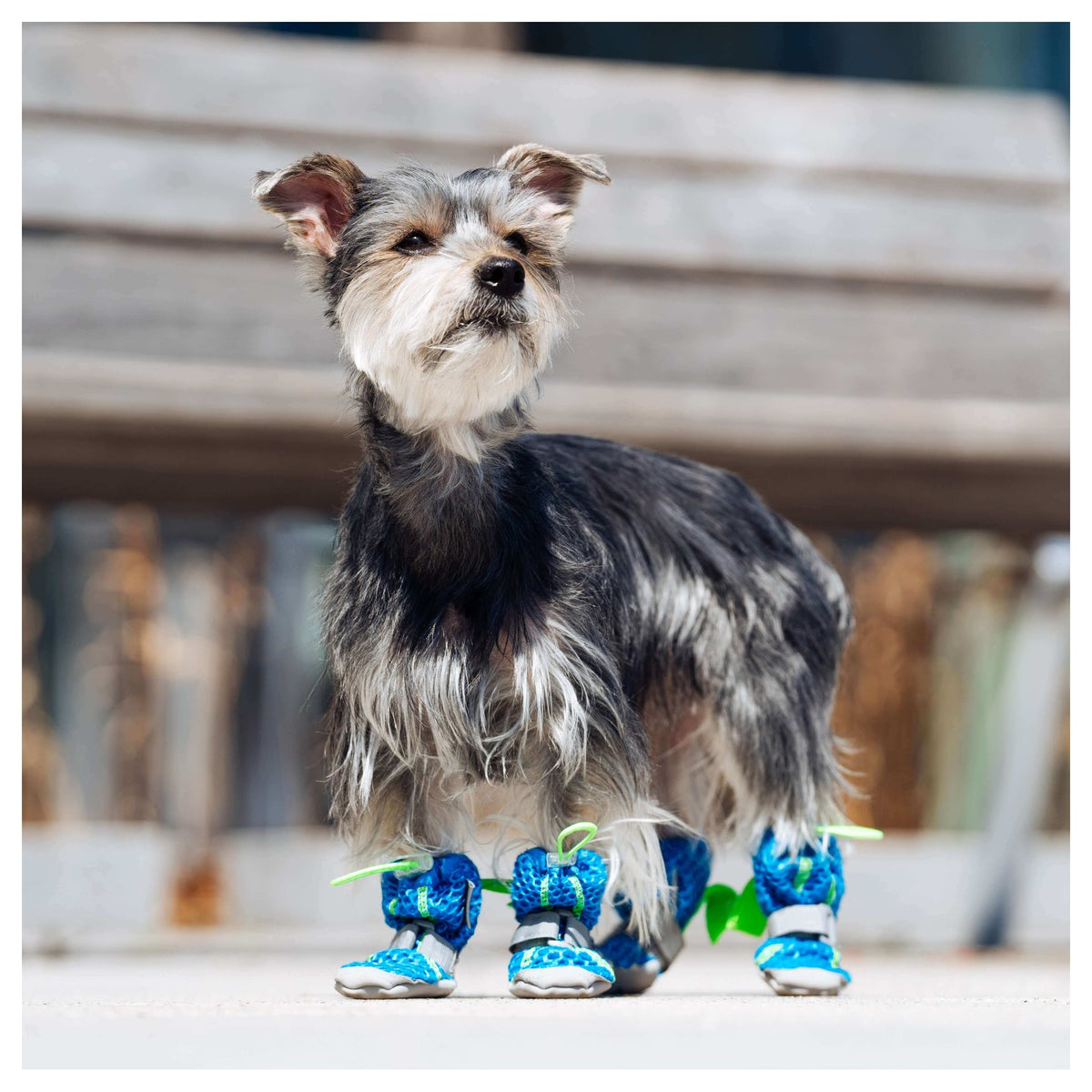 Canada Pooch Hot Pavement Boots｜狗狗鞋襪｜加拿大直送 產品細節圖 5