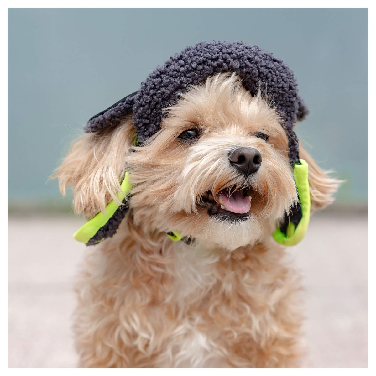 Canada Pooch Cool Factor Aviator Hat｜狗狗服飾｜加拿大直送-狗-毛孩物語Pets Thing｜香港寵物貓狗用品專門店：IATA寵物飛機籠、寵物手推車、貓爬架貓樹
