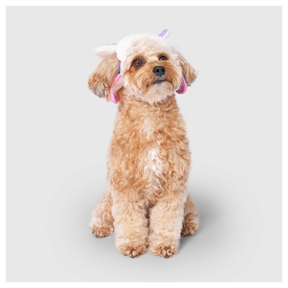 Canada Pooch Cool Factor Aviator Hat｜狗狗服飾｜加拿大直送-狗-毛孩物語Pets Thing｜香港寵物貓狗用品專門店：IATA寵物飛機籠、寵物手推車、貓爬架貓樹