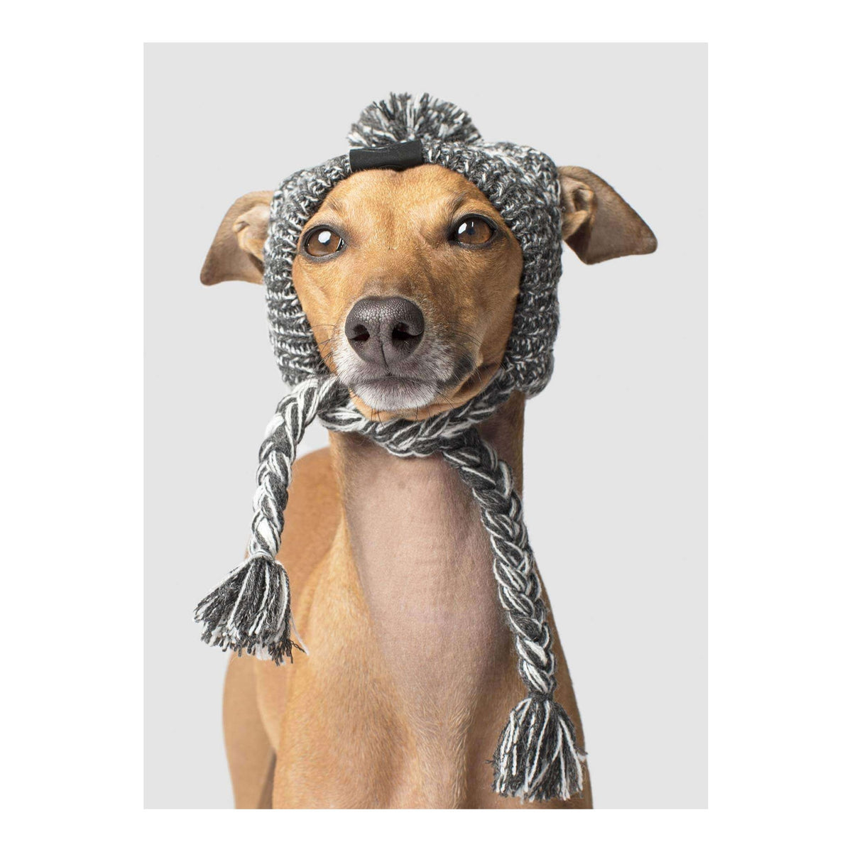Canada Pooch Polar Pom Pom Hat｜狗狗服飾｜加拿大直送-狗-毛孩物語Pets Thing｜香港寵物貓狗用品專門店：IATA寵物飛機籠、寵物手推車、貓爬架貓樹