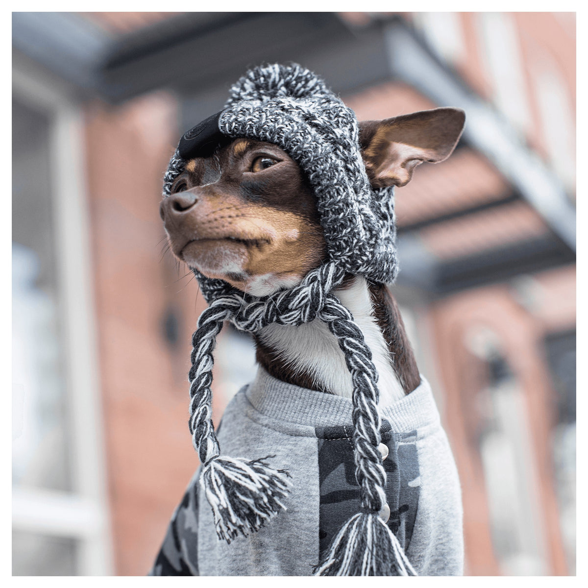 Canada Pooch Polar Pom Pom Hat｜狗狗服飾｜加拿大直送-狗-毛孩物語Pets Thing｜香港寵物貓狗用品專門店：IATA寵物飛機籠、寵物手推車、貓爬架貓樹