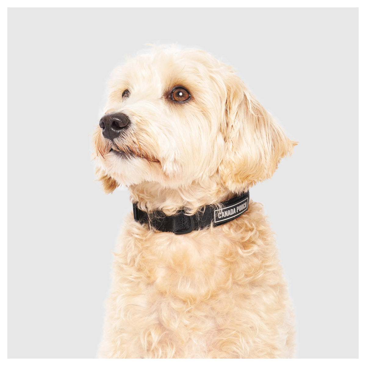 Canada Pooch Utility Collar｜狗狗頸圈｜加拿大直送-寵物頸圈-毛孩物語Pets Thing｜香港寵物貓狗用品專門店：IATA寵物飛機籠、寵物手推車、貓爬架貓樹