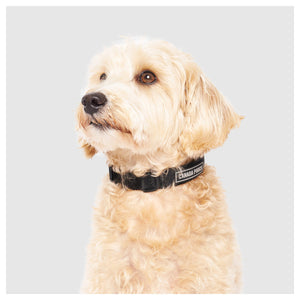 Canada Pooch Utility Collar｜狗狗頸圈｜加拿大直送-寵物頸圈-毛孩物語Pets Thing｜香港寵物貓狗用品專門店：IATA寵物飛機籠、寵物手推車、貓爬架貓樹