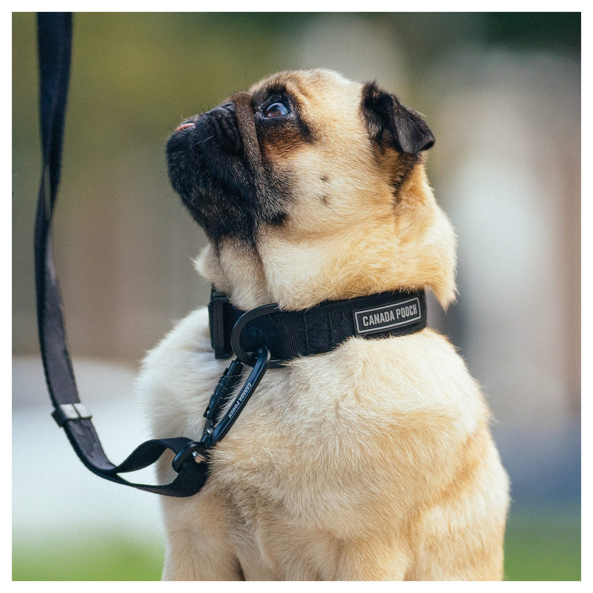 Canada Pooch Utility Collar｜狗狗頸圈｜加拿大直送-寵物頸圈-毛孩物語Pets Thing｜香港寵物貓狗用品專門店：IATA寵物飛機籠、寵物手推車、貓爬架貓樹