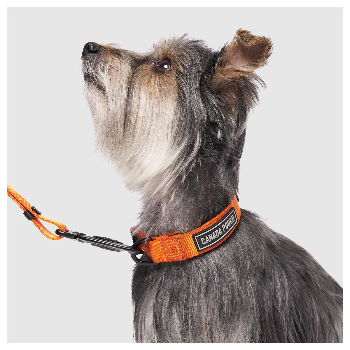 Canada Pooch Utility Collar｜狗狗頸圈｜加拿大直送-寵物頸圈-毛孩物語Pets Thing｜香港寵物貓狗用品專門店：IATA寵物飛機籠、寵物手推車、貓爬架貓樹