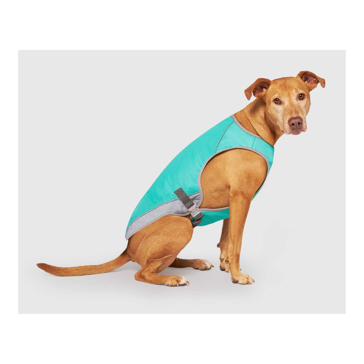 Canada Pooch Chill Seeker Cooling Vest Wet Reveal｜狗狗服飾｜加拿大直送-狗-毛孩物語Pets Thing｜香港寵物貓狗用品專門店：IATA寵物飛機籠、寵物手推車、貓爬架貓樹