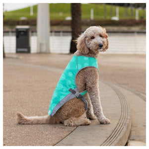 Canada Pooch Chill Seeker Cooling Vest Wet Reveal｜狗狗服飾｜加拿大直送-狗-毛孩物語Pets Thing｜香港寵物貓狗用品專門店：IATA寵物飛機籠、寵物手推車、貓爬架貓樹