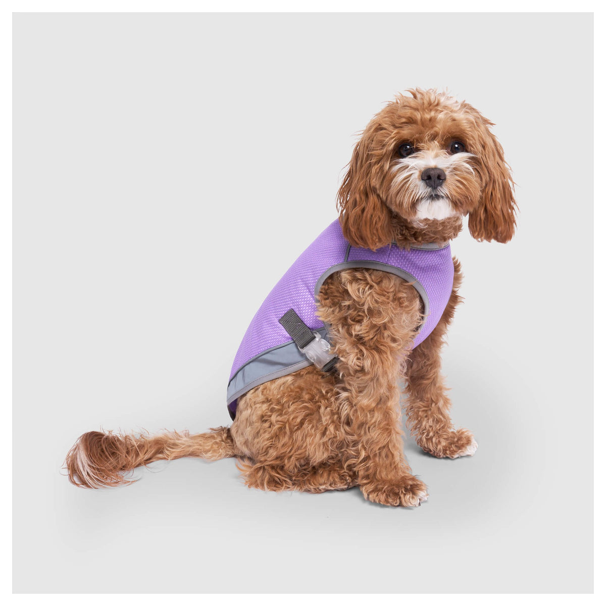Canada Pooch Chill Seeker Cooling Vest Wet Reveal｜狗狗服飾｜加拿大直送-狗-毛孩物語Pets Thing｜香港寵物貓狗用品專門店：IATA寵物飛機籠、寵物手推車、貓爬架貓樹