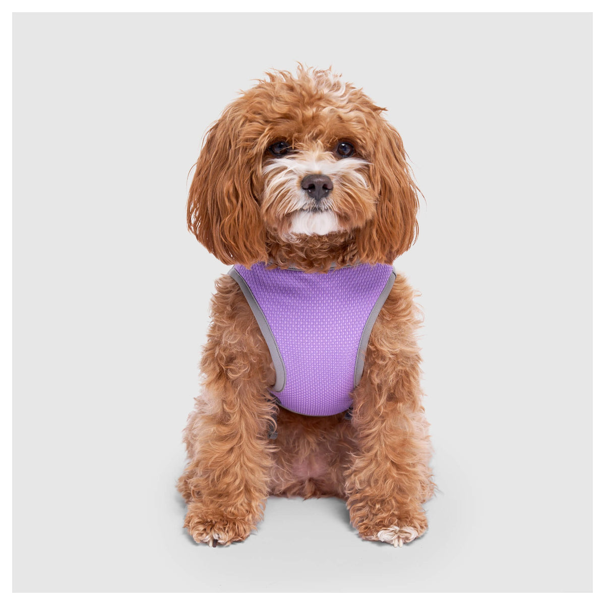 Canada Pooch Chill Seeker Cooling Vest Wet Reveal｜狗狗服飾｜加拿大直送-狗-毛孩物語Pets Thing｜香港寵物貓狗用品專門店：IATA寵物飛機籠、寵物手推車、貓爬架貓樹