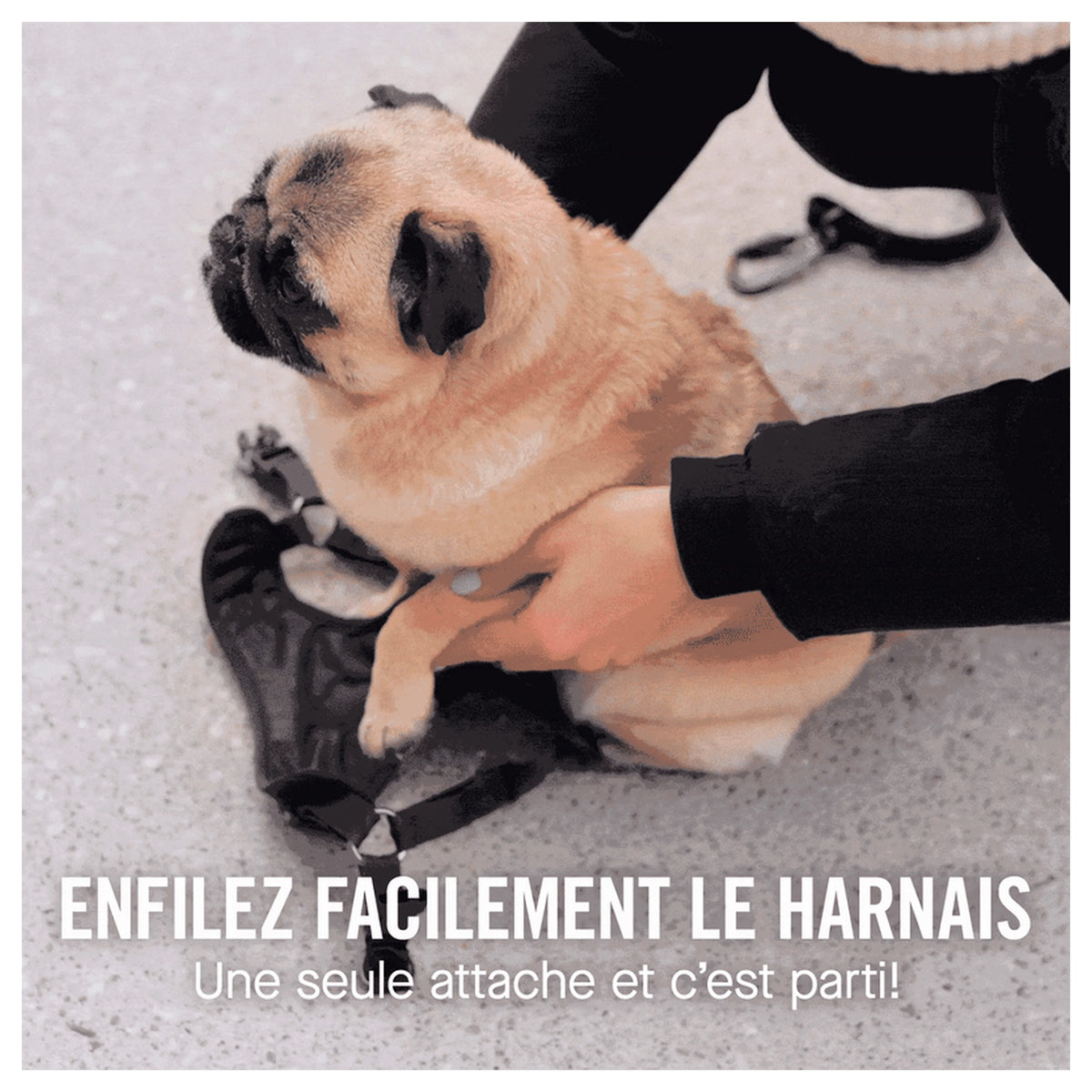 Canada Pooch Easy-On Step-In Harness｜狗狗胸帶及戶外用品｜加拿大直送-寵物胸背帶-毛孩物語Pets Thing｜香港寵物貓狗用品專門店：IATA寵物飛機籠、寵物手推車、貓爬架貓樹