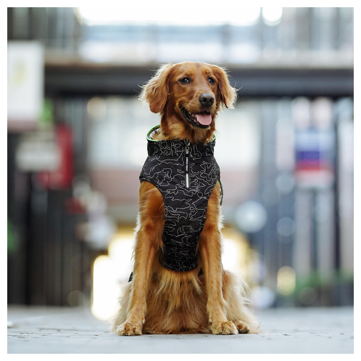 Canada Pooch Expedition Coat 2.0｜狗狗服飾｜加拿大直送-狗-毛孩物語Pets Thing｜香港寵物貓狗用品專門店：IATA寵物飛機籠、寵物手推車、貓爬架貓樹