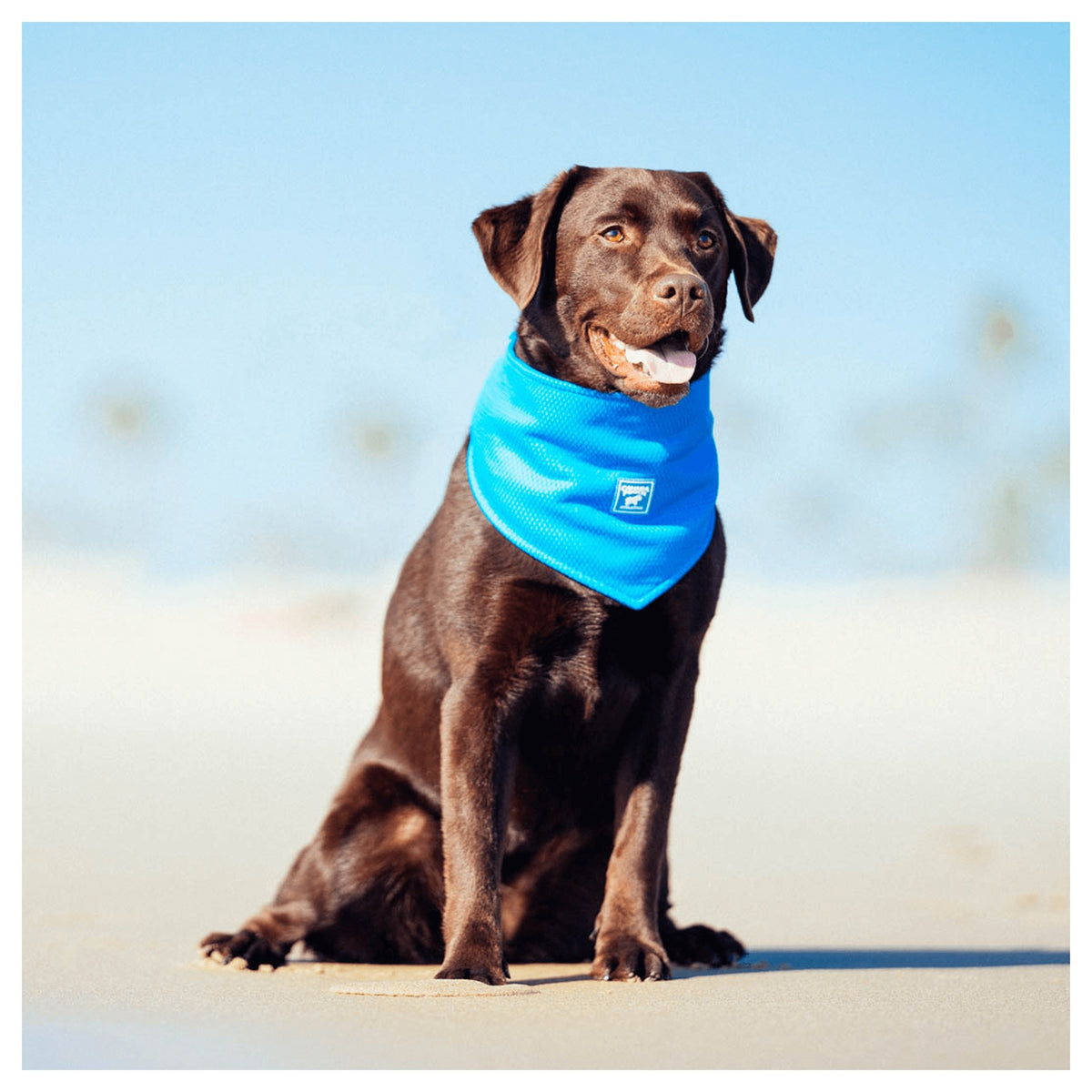 Canada Pooch Cooling Bandana｜狗狗服飾｜加拿大直送-狗-毛孩物語Pets Thing｜香港寵物貓狗用品專門店：IATA寵物飛機籠、寵物手推車、貓爬架貓樹