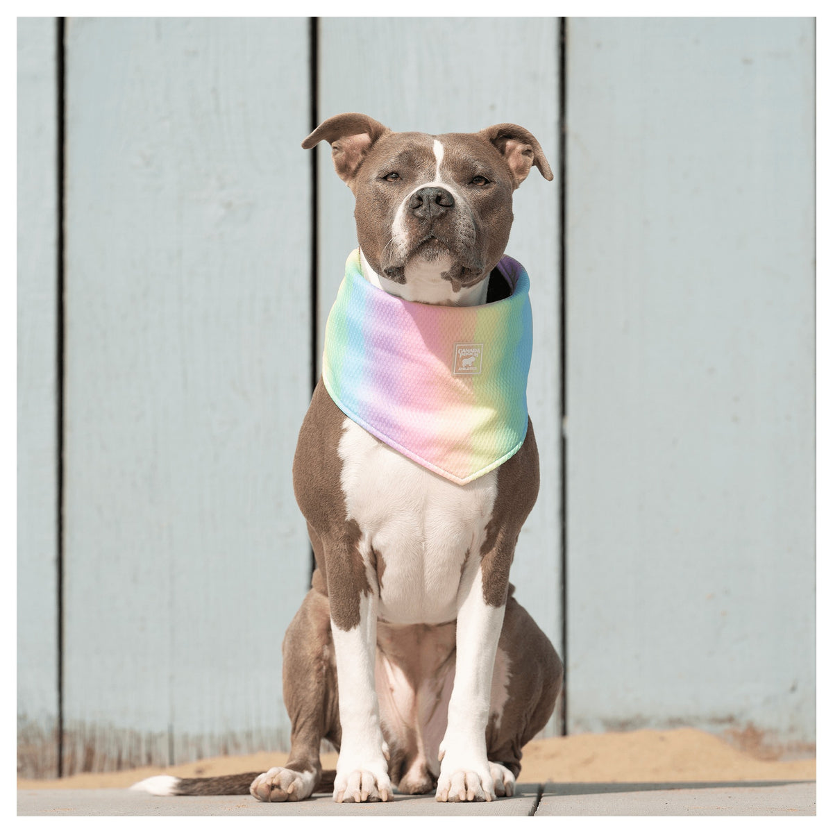 Canada Pooch Cooling Bandana｜狗狗服飾｜加拿大直送-狗-毛孩物語Pets Thing｜香港寵物貓狗用品專門店：IATA寵物飛機籠、寵物手推車、貓爬架貓樹