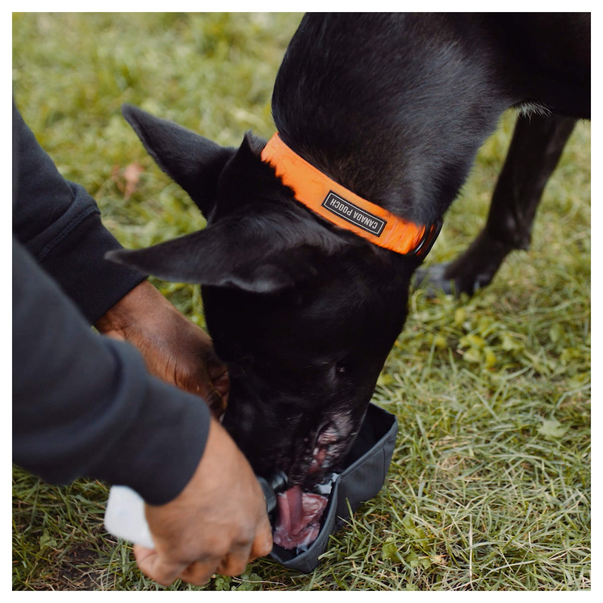 Canada Pooch Dog Walking Hydration Kit｜狗狗出街用品｜加拿大直送-狗-毛孩物語Pets Thing｜香港寵物貓狗用品專門店：IATA寵物飛機籠、寵物手推車、貓爬架貓樹