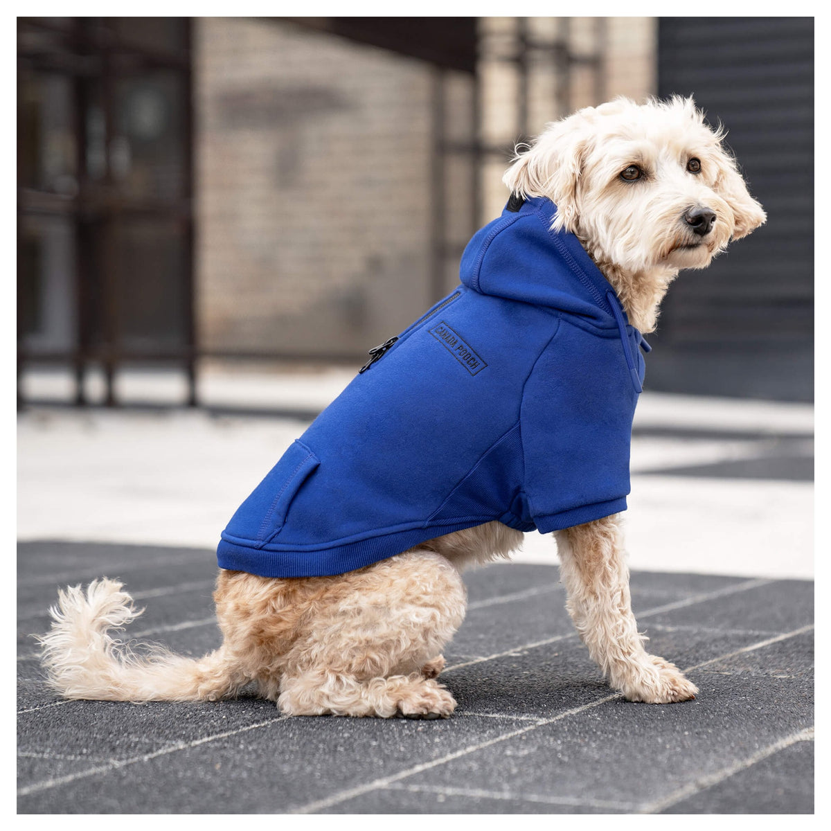 Canada Pooch Eco+ Everyday Hoodie｜狗狗服飾｜加拿大直送 產品細節圖 5