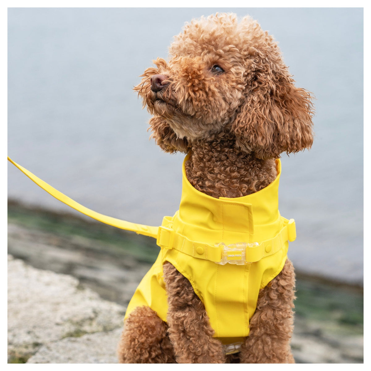 Canada Pooch Harness Raincoat｜狗狗雨具｜加拿大直送-狗-毛孩物語Pets Thing｜香港寵物貓狗用品專門店：IATA寵物飛機籠、寵物手推車、貓爬架貓樹