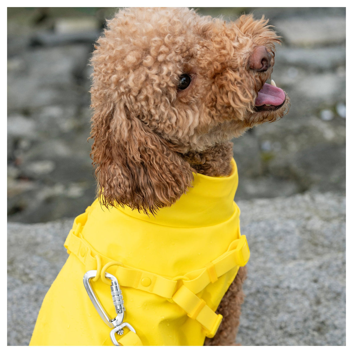 Canada Pooch Harness Raincoat｜狗狗雨具｜加拿大直送-狗-毛孩物語Pets Thing｜香港寵物貓狗用品專門店：IATA寵物飛機籠、寵物手推車、貓爬架貓樹