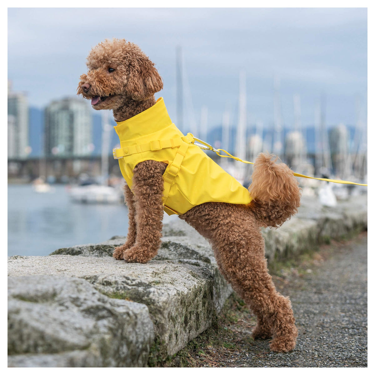 Canada Pooch Harness Raincoat｜狗狗雨具｜加拿大直送-狗-毛孩物語Pets Thing｜香港寵物貓狗用品專門店：IATA寵物飛機籠、寵物手推車、貓爬架貓樹