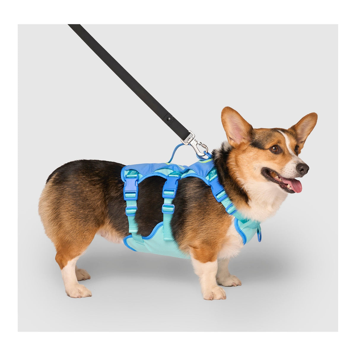 Canada Pooch Max Chill Cooling Harness｜狗狗胸帶及戶外用品｜加拿大直送-寵物胸背帶-毛孩物語Pets Thing｜香港寵物貓狗用品專門店：IATA寵物飛機籠、寵物手推車、貓爬架貓樹